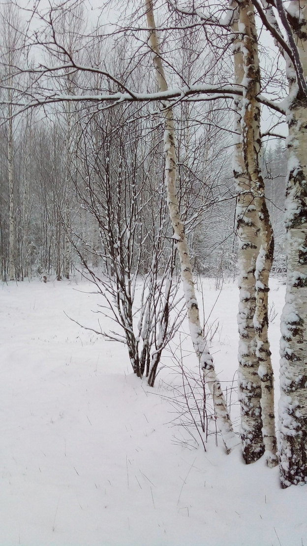«А не достать ли нам шубы?» В Кировской области вновь выпал снег