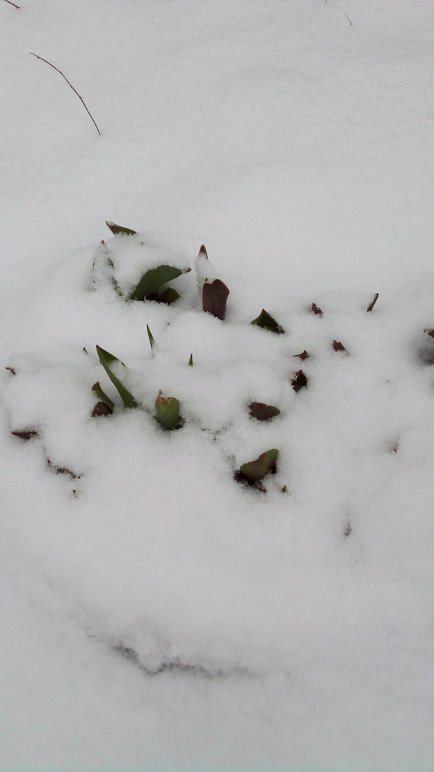 «А не достать ли нам шубы?» В Кировской области вновь выпал снег